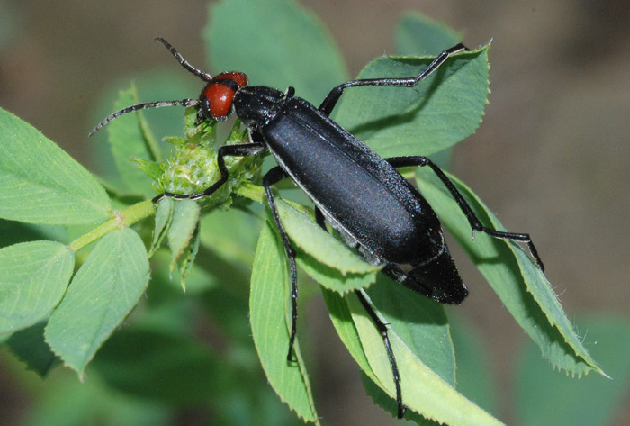Da determinare: Epicauta rufidorsum